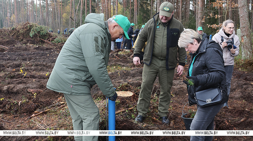 Более сотни депутатов занимаются лесовосстановлением в ходе акции "Дай лесу новае жыццё!"